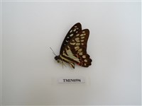 藏品(木蘭青鳳蝶)的圖片